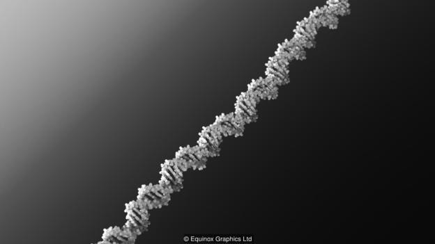 Illustration of a DNA molecule, showing the double helix structure (Credit: Equinox Graphics Ltd)