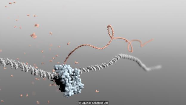 Illustration of a ribosome making a protein using messenger RNA as a template (Credit: Equinox Graphics Ltd)